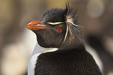 Western Rockhopper Penguin (Eudyptes chrysocome), Falkland Islands