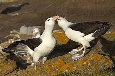 Black-browed Albatrosses or Black-browed Mollymawks (Diomedea melanophris), Falkland Islands, South America