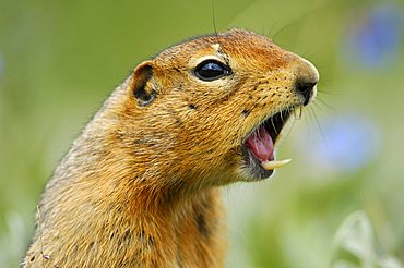 Arctic Ground Squirrel (Spermophilus parryii) emits a whistle to warn, Denali National Park, Alaska, USA