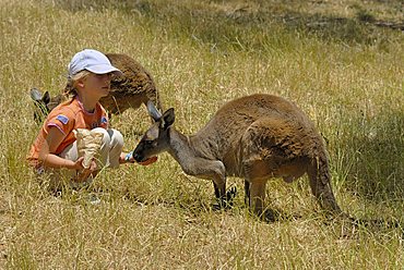 Cleland Wildlife Park, girl feeding kangaroo, Adelaide Hills, South Australia, Australia