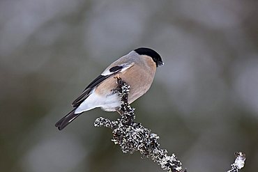 Bullfinch (Pyrrhula Pyrrhula), female on a branch, Hamra Nationalpark, Sweden, Scandinavia, Europe