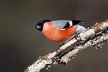 Bullfinch (Pyrrhula pyrrhula), male on a branch, Hamra National Park, Sweden, Scandinavia, Europe