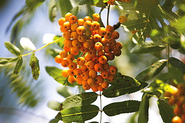 Yellow rowan berries of the rowan tree