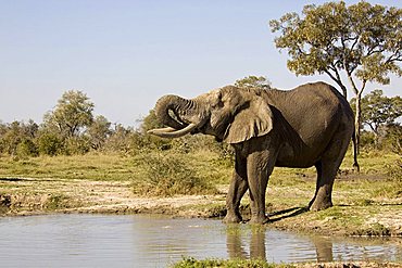 African elephant (Loxodonta africana) drinking at the natural waterhole, Savuti, Botswana, Africa