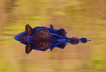 Hippopotamus (Hippopotamus amphibius), Moremi Game Reserve, Botswana, Africa