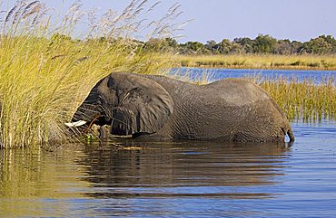 African Bush Elephant (Loxodonta africana), Moremi Game Reserve, Okavango Delta, Botswana, Africa