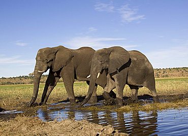 African elephants (Loxodonta africana) at waterhole, Chobe National Park, Botswana, Africa