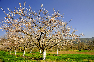 Apricot trees (Prunus armeniaca) in bloom, Wachau, Austria's biggest apricot growing area, Lower Austria, Austria, Europe