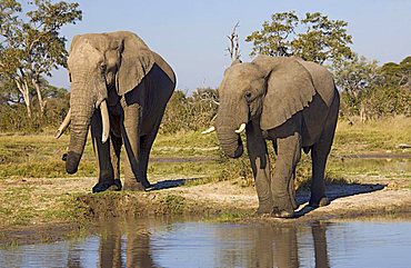 African elephants (Loxodonta africana) at waterhole, Chobe National Park, Botswana, Africa