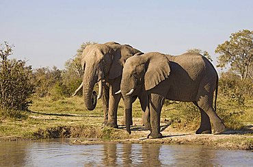 African elephants (Loxodonta africana) at waterhole, Chobe National Park, Botswana, Africa