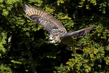 Eagle Owl (Bubo bubo) in flight