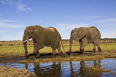 African elephants (Loxodonta africana) at the Chobe River, Chobe National Park, Botswana, Africa