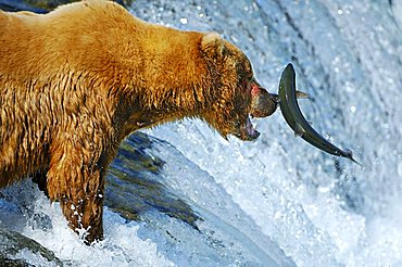 Brown bear [Ursus arctos) trying to catch a salmon on the waterfalls, Brooks River, Brooks Falls, Katmai National Park, Alaska, USA