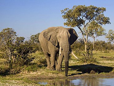 African elephant (Loxodonta africana), Chobe National Park, Botswana, Africa