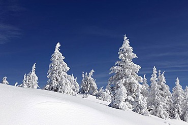 Winter landscape with snow-covered spruces near Garmisch-Partenkirchen, Werdenfelser Land, Upper Bavaria, Bavaria, Germany