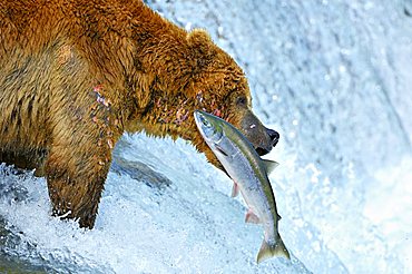 Brown bear [Ursus arctos) with caugth salmon, Brooks River, Brooks Falls, Katmai National Park, Alaska, USA