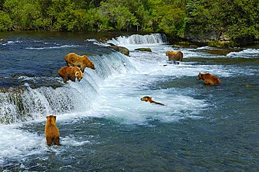 Brown bears [Ursus arctos) trying to catch salmons, Brooks River, Brooks Falls, Katmai National Park, Alaska, USA