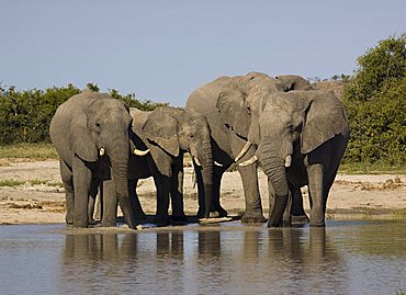 African elephant (Loxodonta africana) elephant herd, Savuti, Chobe National Park, Botswana, Africa