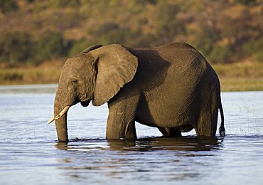 African elephant (Loxodonta africana) in the Chobe River, Chobe National Park, Botswana, Africa