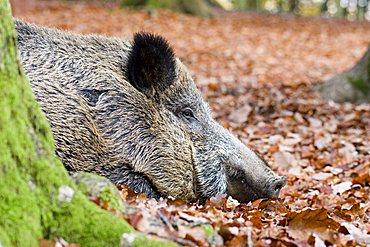 Wild boar (Sus scrofa), Wildpark Daun, Rhineland-Palatinate, Germany, Europe