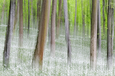 Beech forest (Fagus) with ramson field, blurred