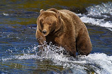 Brownbear (Ursus arctos) walking over the Brooks Falls , Brooks River Katmai Nationalpark Alaska USA