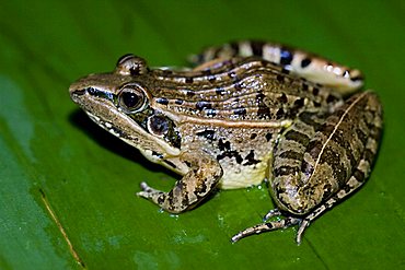 Mascarene Grass Frog or Mascarene Ridged Frog (Ptychadena mascareniensis), Madagascar, Africa