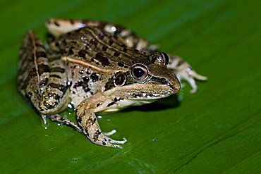 Mascarene Grass Frog or Mascarene Ridged Frog (Ptychadena mascareniensis), Madagascar, Africa