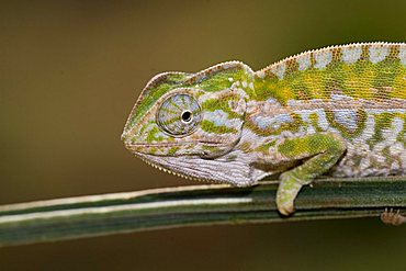 Jewel or Carpet Chameleon (Furcifer lateralis), Madagascar, Africa