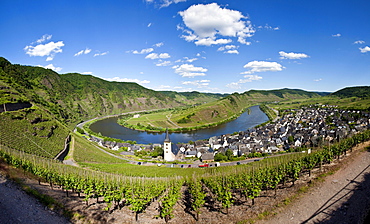 View on to the Moselle River loop near the town of Bremm, district of Cochem-Zell, Moselle, Rhineland-Palatinate, Germany, Europe