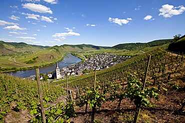 View on to the Moselle River loop near the town of Bremm, district of Cochem-Zell, Mosel, Rhineland-Palatinate, Germany, Europe