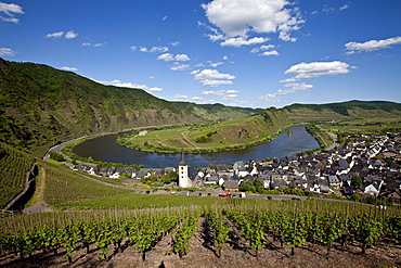 View on to the Moselle River loop near the town of Bremm, district of Cochem-Zell, Moselle, Rhineland-Palatinate, Germany, Europe