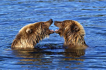 Brownbear (Ursus arctos) two cubs playing in water , Brooks River Katmai Nationalpark Alaska USA