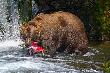 Brownbear (Ursus arctos) catch sockeye salmon , Brooks River Katmai Nationalpark Alaska USA