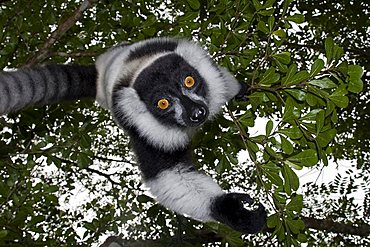 Black-and-white Ruffed Lemur (Varecia variegata), Madagascar, Africa