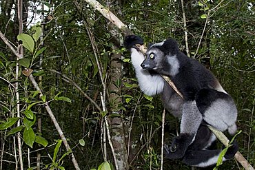 Indri or Babakoto (Indri indri), Madagascar, Africa