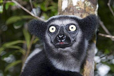 Indri or Babakoto (Indri indri), Madagascar, Africa