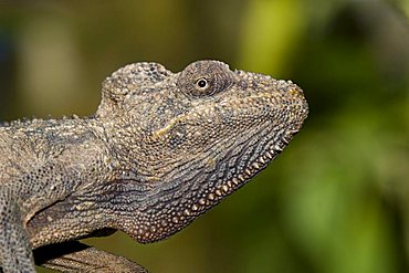 Spiny Chameleon (Furcifer Verrucosus), Madagascar, Africa