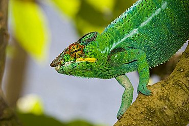 Male Panther Chameleon (Furcifer pardalis), Madagascar, Africa