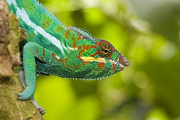 Male Panther Chameleon (Furcifer pardalis), Madagascar, Africa