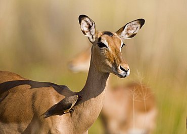 Oxpecker (Buphagus) sitting on an Impala (Aepyceros melampus) at Moremi Wildlife Reserve, Botswana, Africa