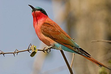 Southern Carmine Bee-eater (Merops nubicoides) perched on a branch, Chobe National Park, Botswana, Africa