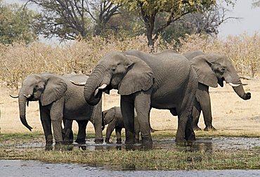 Herd of African Bush Elephants (Loxodonta africana) drinking at a river in Moremi Wildlife Reserve, Botswana, Africa