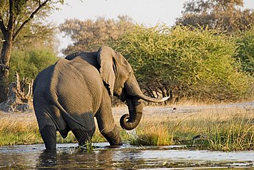 African Bush Elephant (Loxodonta africana), Moremi Wildlife Reserve, Botswana, Africa