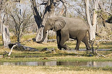 African Bush Elephant (Loxodonta africana), Moremi Wildlife Reserve, Botswana, Africa