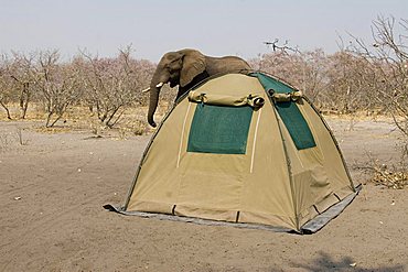 African Bush Elephant (Loxodonta africana) walking by a campsite, Chobe National Park, Botswana, Africa