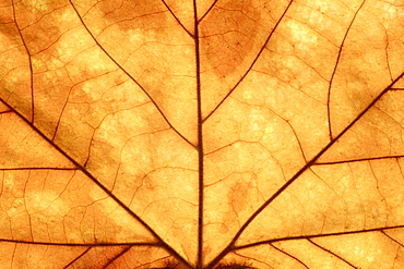 Brown oak leaf, close up