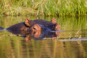 Hippopotamus (Hippopotamus amphibius), Moremi Game Reserve, Botswana, Africa