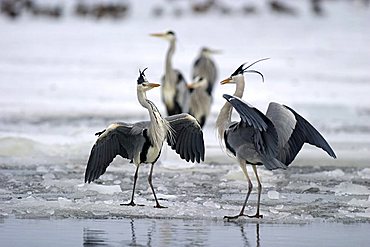 Grey Herons (Ardea cinerea) fighting on a frozen lake, Usedom Island, Mecklenburg-Western Pomerania, Germany, Europe