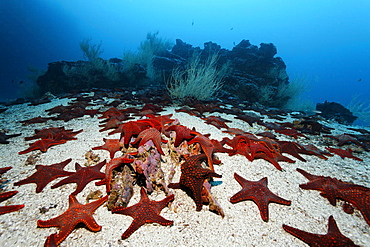 Gathering of Knobby Star Starfish (Pentaceraster cumingi) on sandy ground in front of a reef, Cousin Rock, UNESCO World Heritage Site, Galapagos archipelago, Ecuador, Pacific Ocean